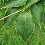 Cornus kousa Folha