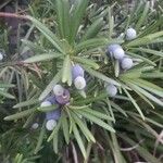 Podocarpus macrophyllus Fruit