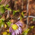 Symphyotrichum × salignum Květ