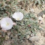 Convolvulus lineatus Habit