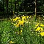 Crepis biennis Elinympäristö