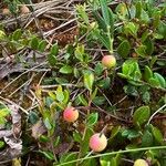 Vaccinium oxycoccos ഫലം