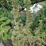 Coleus madagascariensis Leaf