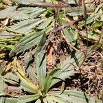 Plantago serraria Hoja