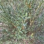 Genista tinctoria List