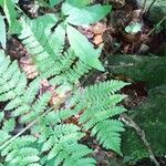 Dryopteris expansa Leaf