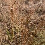 Schizachyrium scoparium Blatt