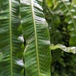 Campyloneurum xalapense Leaf