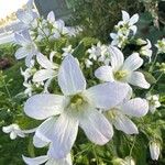 Campanula lactiflora Blüte