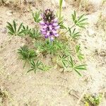 Lupinus formosus Hoja