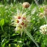 Trifolium stellatum Flower