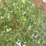 Moringa ovalifolia Leaf