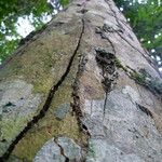 Bobgunnia fistuloides Corteza