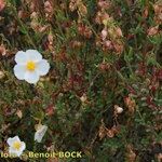 Helianthemum neopiliferum Plante entière