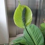 Spathiphyllum wallisii 花