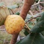 Annona senegalensis Fruit