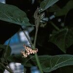 Cyphomandra betacea फल