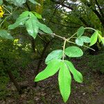 Laburnum anagyroides Feuille