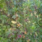 Arbutus andrachne Flower