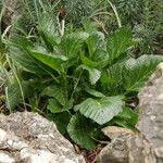 Pastinaca lucida Hoja