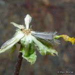 Hymenopappus filifolius Virág