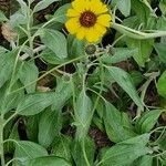 Encelia canescens Habitat