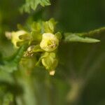 Scrophularia vernalis Flower