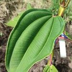 Meriania nobilis Leaf