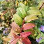 Hypericum hookerianum Leaf