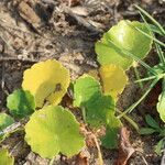 Hydrocotyle bonariensis Frunză