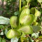 Dioscorea villosa Blatt