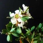 Leptospermum laevigatum Blüte
