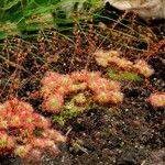 Drosera leucoblasta Hábito