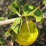 Solanum arundo Плод