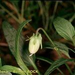 Viola pumila Fruit