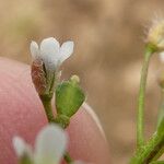 Capsella bursa-pastoris Kwiat