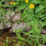 Ranunculus lingua Habitat