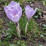 Crocus vernus পাতা
