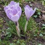 Crocus vernus 葉