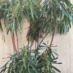 Euphorbia characiasLeht