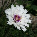 Catananche caerulea其他