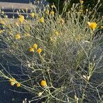 Bebbia juncea Bleunienn