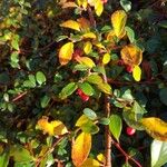 Cotoneaster cochleatus Meyve