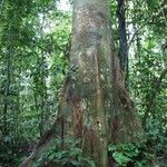 Julbernardia seretii Corteza