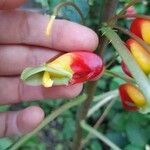 Impatiens niamniamensis Blüte