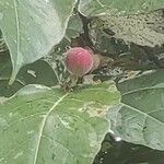 Ficus aspera Fruit