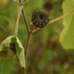 Abutilon theophrasti Fruchs