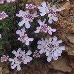 Iberis carnosa Otro