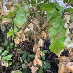 Adiantum trapeziforme Leaf