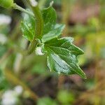 Cochlearia danica Leaf